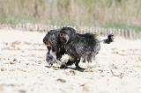 PETIT CHIEN LION 054